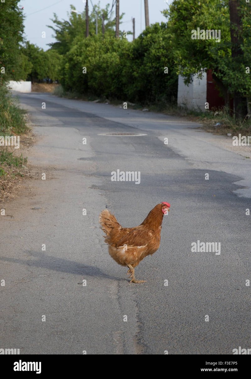 Descubre el Mito de la Ruta del Pollo en España, Juego de Azar Clásico in Spain